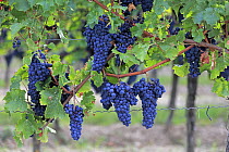Grape (Vitis vinifera) fruit for Portugieser wine, Rhineland-Palatinate, Germany