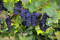 Grape (Vitis vinifera) fruit for Portugieser wine, Rhineland-Palatinate, Germany