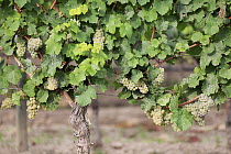 Grape (Vitis vinifera) fruit for Riesling wine, Rhineland-Palatinate, Germany