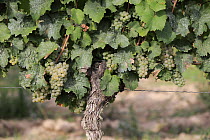 Grape (Vitis vinifera) fruit for Riesling wine, Rhineland-Palatinate, Germany