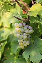 Grape (Vitis vinifera) fruit for Weissburgunder wine, Rhineland-Palatinate, Germany
