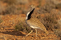 Houbara Bustard (Chlamydotis undulata), Morocco