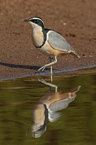 Egyptian Plover (Pluvianus aegyptius), Niokolo-Koba National Park, Senegal