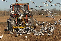 Black-headed Gull (Larus ridibundus) flock foraging in overturned earth from tractor, Spain