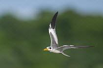 Large-billed Tern (Phaetusa simplex) flying, Bolivia