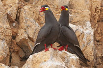Inca Tern (Larosterna inca) pair, Peru
