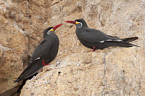 Inca Tern (Larosterna inca), Peru