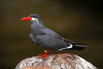 Inca Tern (Larosterna inca), native to South America