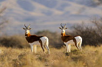 Addra Gazelle (Nanger dama) pair, Africa