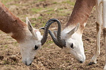 Addra Gazelle (Nanger dama) males fighting, native to Africa
