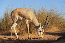 Loder's Gazelle (Gazella leptoceros) grazing, Sidi Toui National Park, Tunisia