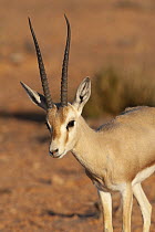Loder's Gazelle (Gazella leptoceros), Sidi Toui National Park, Tunisia