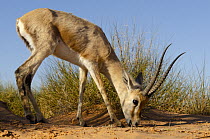 Loder's Gazelle (Gazella leptoceros) grazing, Sidi Toui National Park, Tunisia