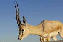 Loder's Gazelle (Gazella leptoceros), Sidi Toui National Park, Tunisia