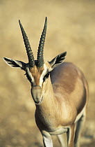 Speke's Gazelle (Gazella spekei) showing inflated skin on top of muzzle which increases alarm call, native to Africa