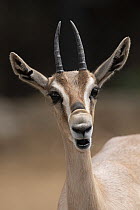 Speke's Gazelle (Gazella spekei) calling, native to Africa