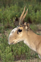 Saiga Antelope (Saiga tatarica), Asia