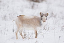 Saiga Antelope (Saiga tatarica) in winter, Asia