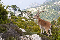 Pyrenean Ibex (Capra pyrenaica) in mountains, Spain