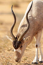 Addax (Addax nasomaculatus) male grazing, Jebil National Park, Tunisia