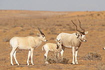 Addax (Addax nasomaculatus) family in desert, Jebil National Park, Tunisia