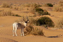 Addax (Addax nasomaculatus) male in desert, Jebil National Park, Tunisia