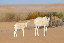 Addax (Addax nasomaculatus) mother and calf in desert, Jebil National Park, Tunisia