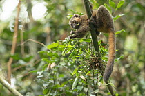 Golden Bamboo Lemur (Hapalemur aureus) feeding, Ranomafana National Park, Madagascar