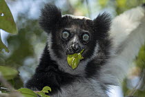 Indri (Indri indri) feeding, Madagascar
