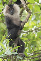 Lion-tailed Macaque (Macaca silenus) juvenile, India