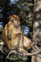 Barbary Macaque (Macaca sylvanus), Morocco