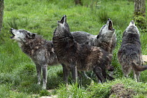 Wolf (Canis lupus) group howling, native to northern hemisphere