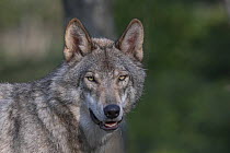 Wolf (Canis lupus), native to northern hemisphere