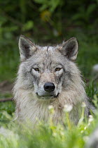 Wolf (Canis lupus), native to northern hemisphere