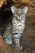 Geoffroy's Cat (Leopardus geoffroyi), native to South America
