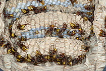 European Hornet (Vespa crabro) group on nest with brood cells, France
