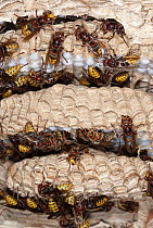 European Hornet (Vespa crabro) group on nest with brood cells, France