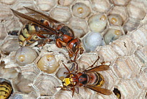 European Hornet (Vespa crabro) pair tending brood in nest, France