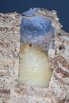 European Hornet (Vespa crabro) pupa in brood cell, France