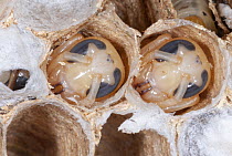 European Hornet (Vespa crabro) pupae in brood cells, France