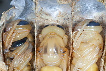 European Hornet (Vespa crabro) pupae in brood cells, France