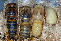European Hornet (Vespa crabro) pupa at different growth stages in brood cells, France