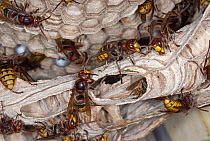 European Hornet (Vespa crabro) group on nest, France