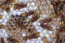 European Hornet (Vespa crabro) group tending to brood cells, France