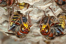 European Hornet (Vespa crabro) pair building nest, France
