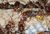 European Hornet (Vespa crabro) group tending brood, France