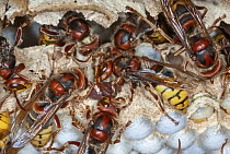 European Hornet (Vespa crabro) group tending to brood cells, France