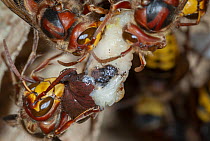 European Hornet (Vespa crabro) workers feeding insect parts to pupa, France