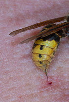 European Hornet (Vespa crabro) dead adult and stinger, France