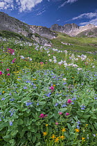 Colorado Blue Columbine (Aquilegia caerulea), Splitleaf Indian Paintbrush (Castilleja rhexifolia) and Mountain Bluebell (Mertensia ciliata) flowers, Colorado
